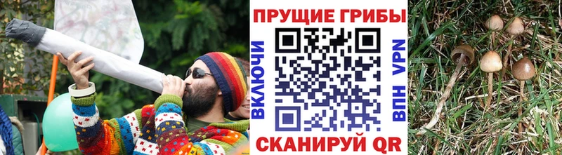 Купить где  Кашин  Галлюциногенные грибы Psilocybine cubensis 